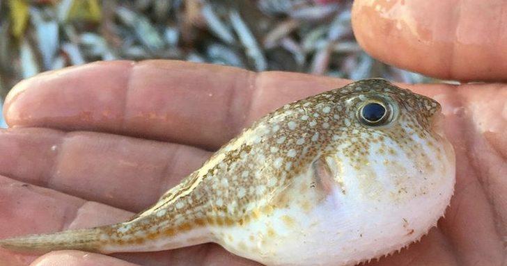 Balon balıkları Kızıldeniz’e kaçtı G2