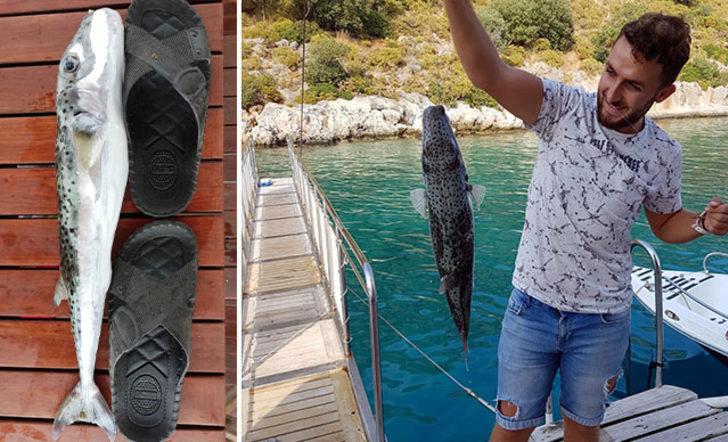 Balon balıkları Kızıldeniz’e kaçtı G4