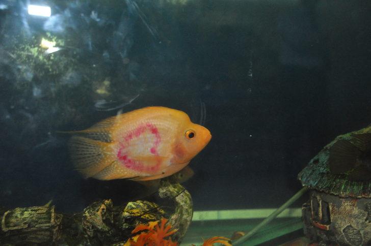 Üzerinde kalp şekli bulunan balığı gören hayrete düşüyor! G5