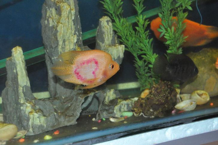 Üzerinde kalp şekli bulunan balığı gören hayrete düşüyor! G4