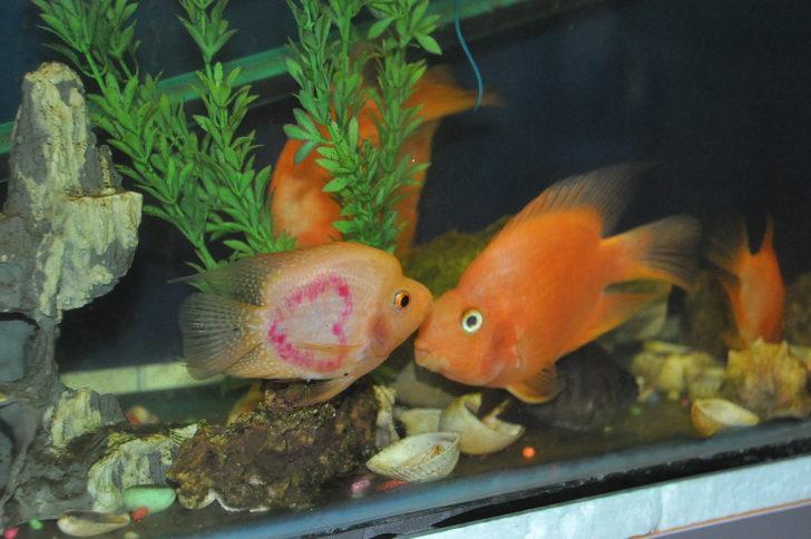 Üzerinde kalp şekli bulunan balığı gören hayrete düşüyor! G3