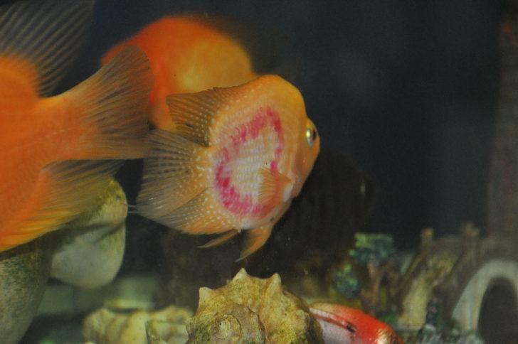 Üzerinde kalp şekli bulunan balığı gören hayrete düşüyor! G2