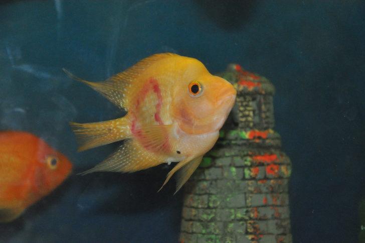 Üzerinde kalp şekli bulunan balığı gören hayrete düşüyor! G1