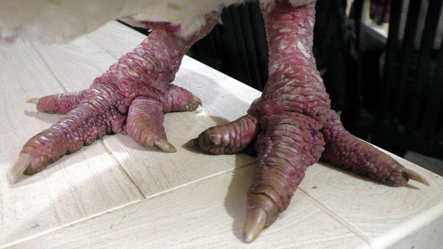 Ejderha tavuğunun bir kap çorbası 350 dolar