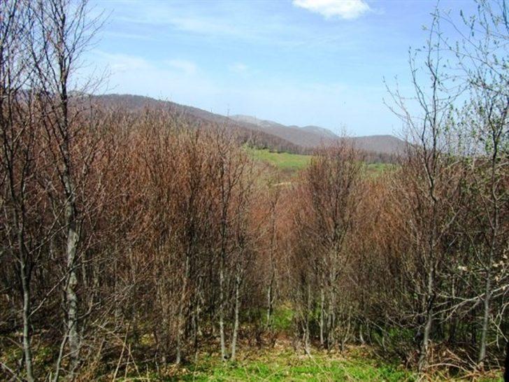 Müdür Keskin, kayın ormanlarında incelemelerde bulundu G3