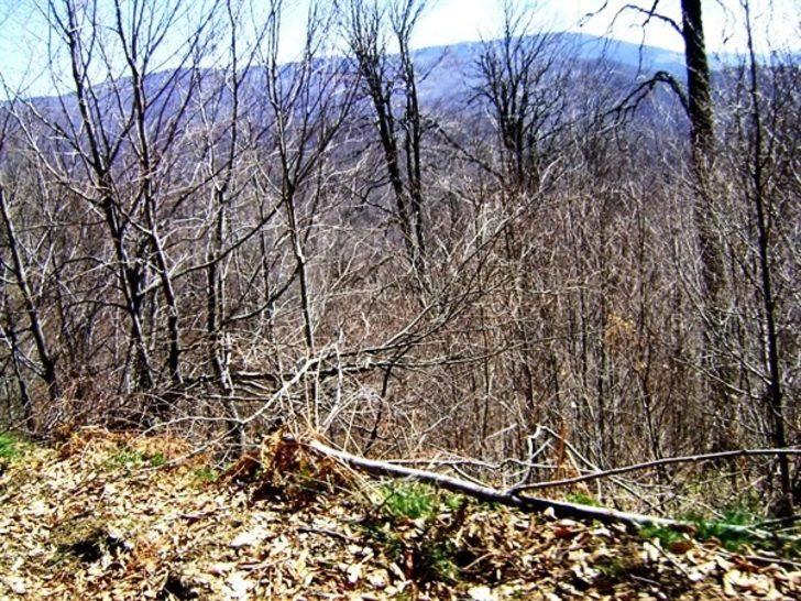 Müdür Keskin, kayın ormanlarında incelemelerde bulundu G4