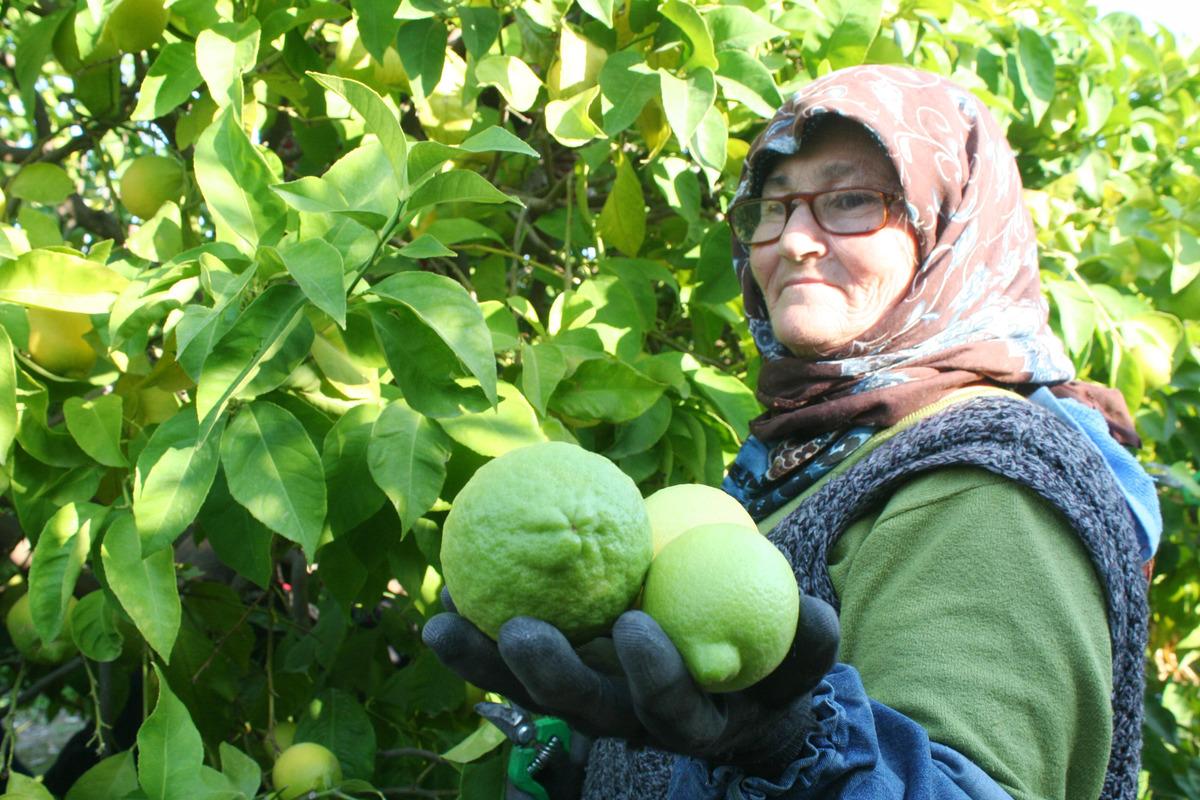 Coğrafi işaretli lamas limonu, &uuml;reticinin y&uuml;z&uuml;n&uuml; g&uuml;ld&uuml;rd&uuml;