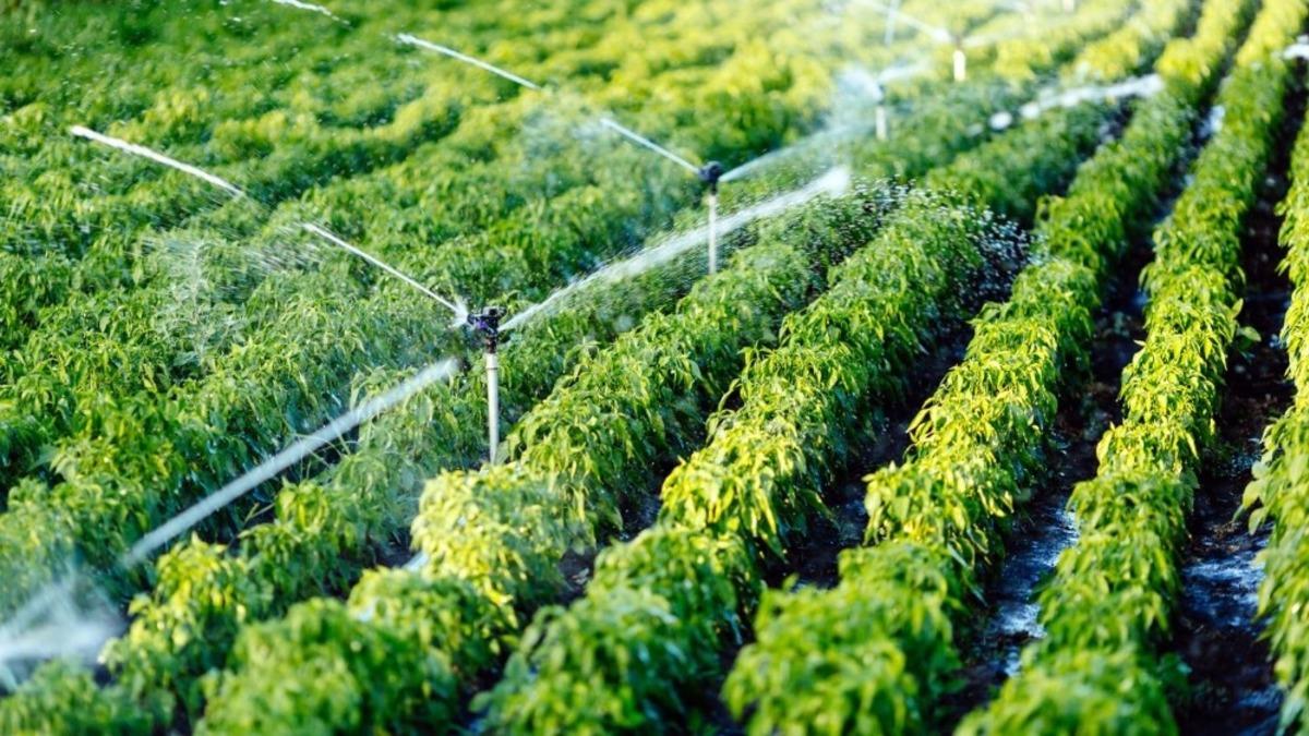 Sulu tarım &uuml;lke ekonomisine 68 milyon lira katkı getirdi
