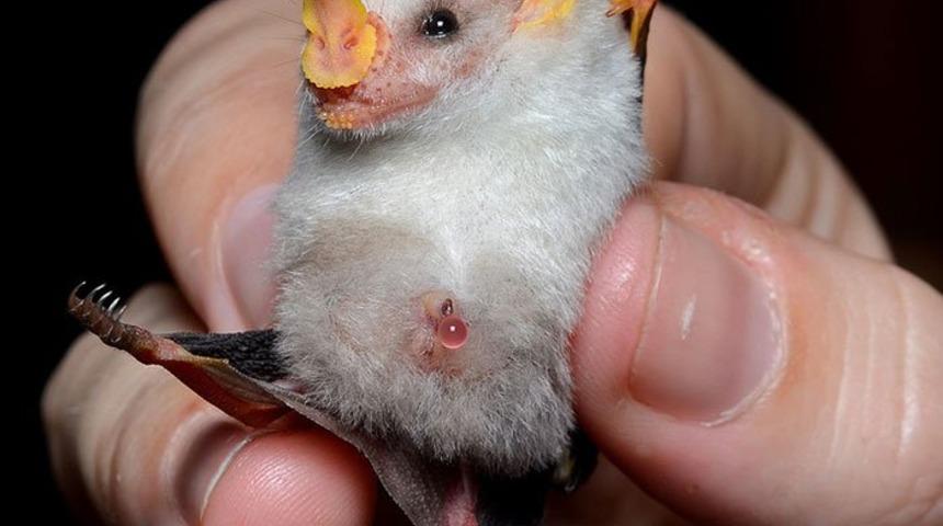 Gerçek olduklarına inanamayacaksınız!