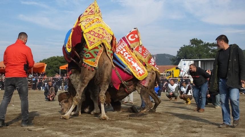 Burhaniye&rsquo;de hafta sonu deve g&uuml;reşi var
