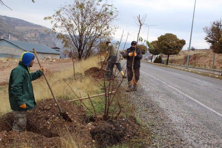 Çemişgezek’te 2 bin dut fidanı toprakla buluşturuldu G4