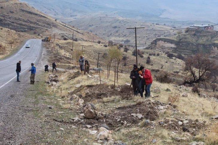 Çemişgezek’te 2 bin dut fidanı toprakla buluşturuldu G5