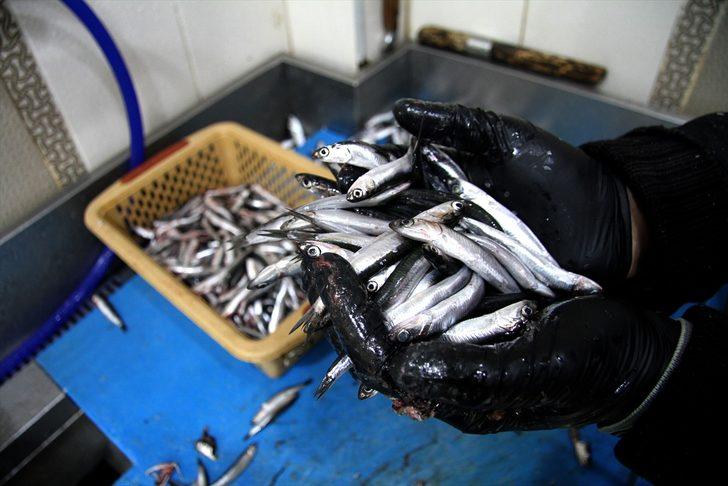 Hamsi Batı Karadeniz'i terk ediyor G2