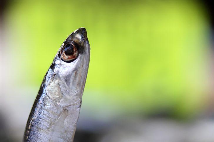 Hamsi Batı Karadeniz'i terk ediyor G5