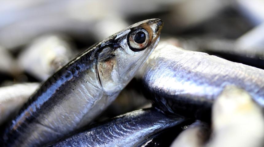 Hamsi Batı Karadeniz'i terk ediyor