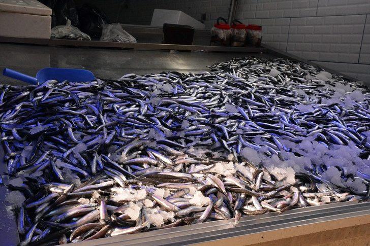 Deniz soğudu, hamsi büyüdü G1