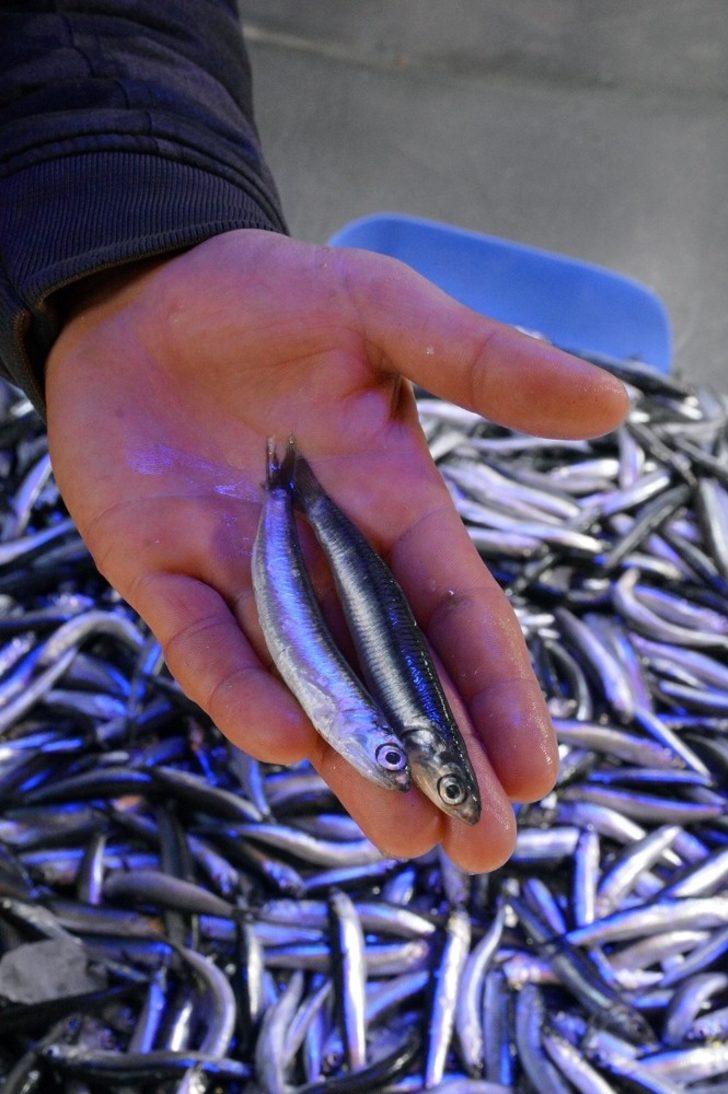 Deniz soğudu, hamsi büyüdü G2