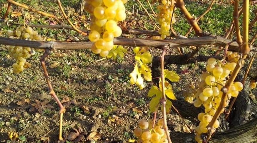 Geyve&rsquo;de &uuml;z&uuml;m hasadı devam ediyor