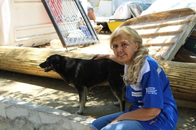 Hayvanseverlerden Erdek Belediyesine tepki