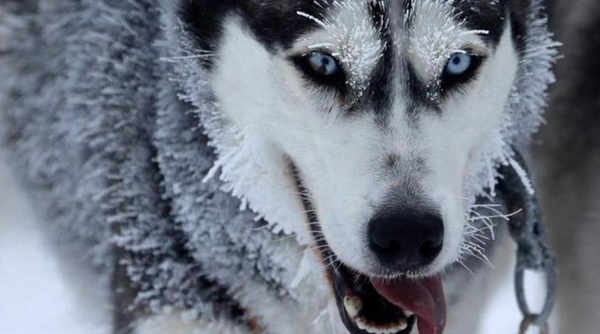 Mikrodalga fırını çalıştıran köpek yangın çıkardı!