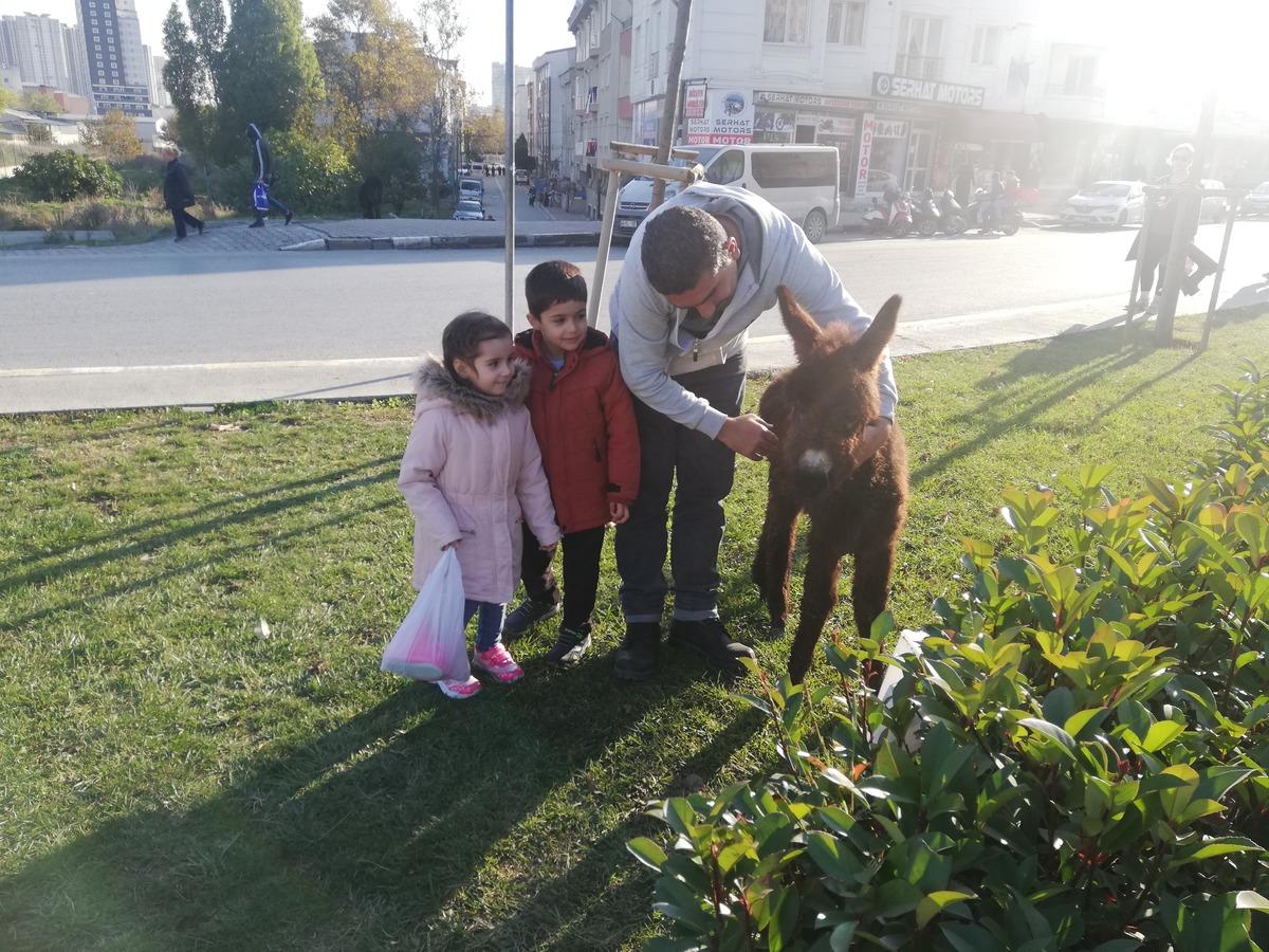 G&ouml;ren d&ouml;n&uuml;p bir daha baktı... İstanbul'un en kalabalık il&ccedil;esinde eşek ve sıpa şaşkınlığı