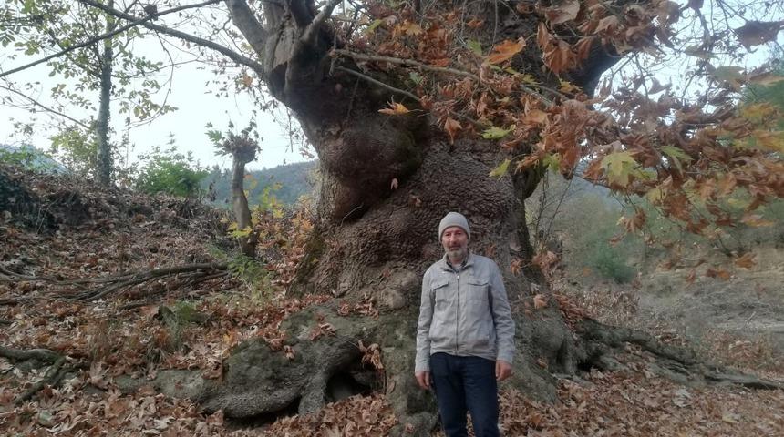 Bu ağacı g&ouml;renler şaşırıyor