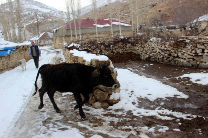 İneğe trafik cezası! Gelen tebligatı görünce şaştı kaldı G5