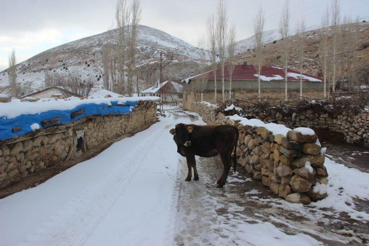 İneğe trafik cezası! Gelen tebligatı görünce şaştı kaldı G4