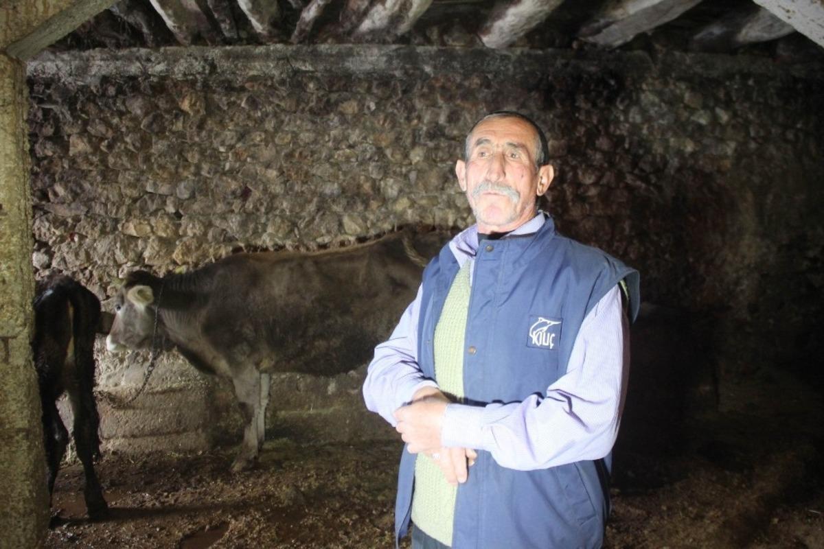 İneğe trafik cezası! Gelen tebligatı g&ouml;r&uuml;nce şaştı kaldı