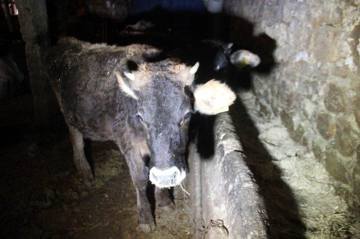 İneğe trafik cezası! Gelen tebligatı görünce şaştı kaldı G2