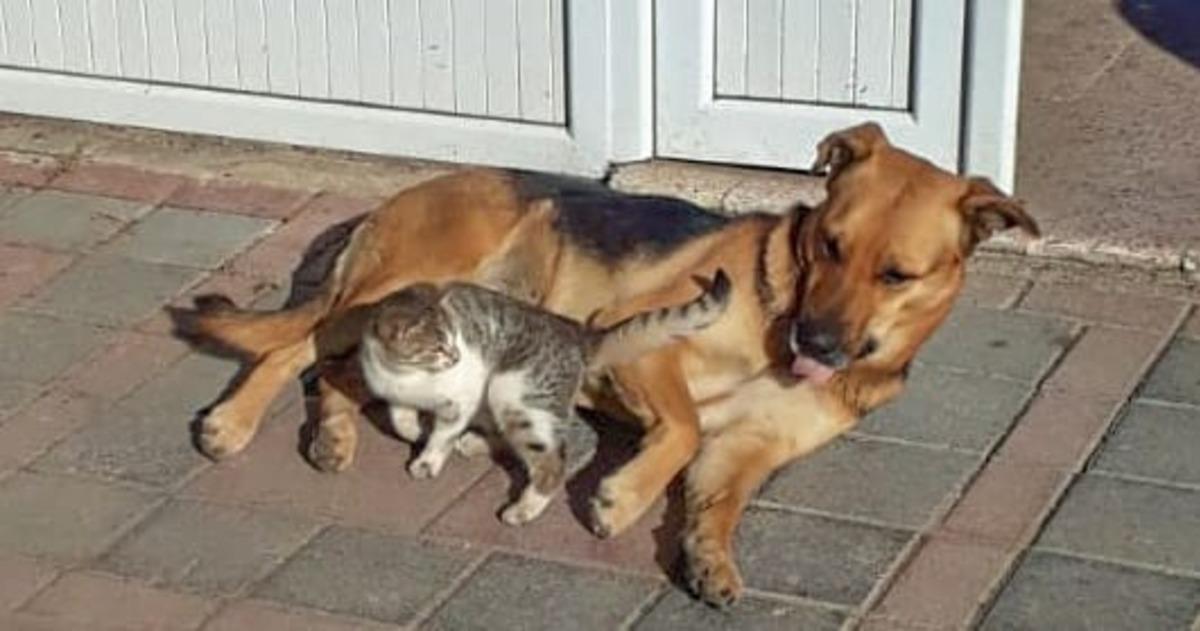 Kedi ve k&ouml;peğin dostluğu g&ouml;renleri şaşırtıyor