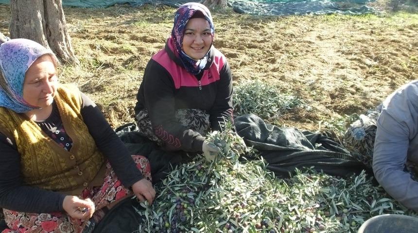 Bu da diplomalı zeytinci