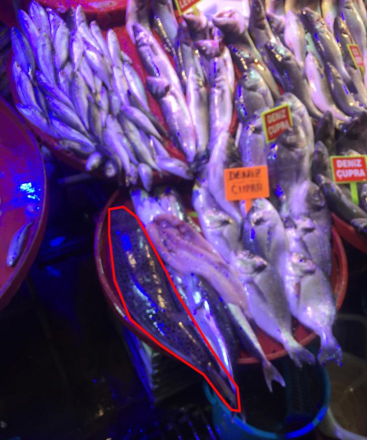 Tezgahında zehirli balon balığı sergiledi G4