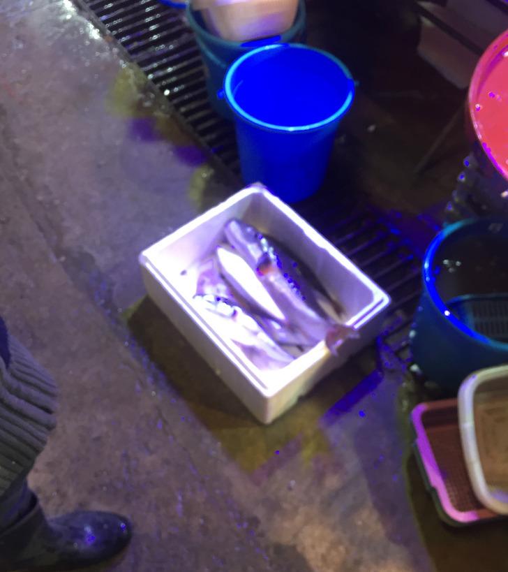 Tezgahında zehirli balon balığı sergiledi G1