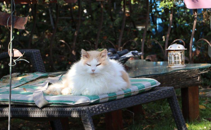 Natalia'nın kedilerini zehirlediler G5