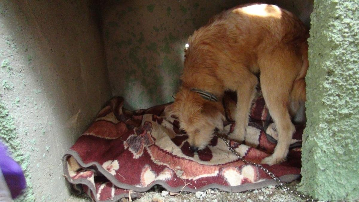 Okullarda hayvan sevgisi b&uuml;y&uuml;yor