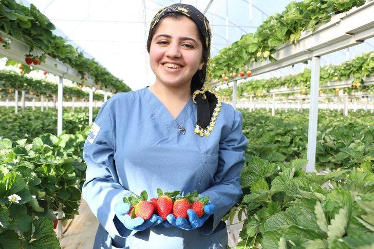 ‘Sabrina’ kış çileği, 12 TL’den alıcı bulacak G1