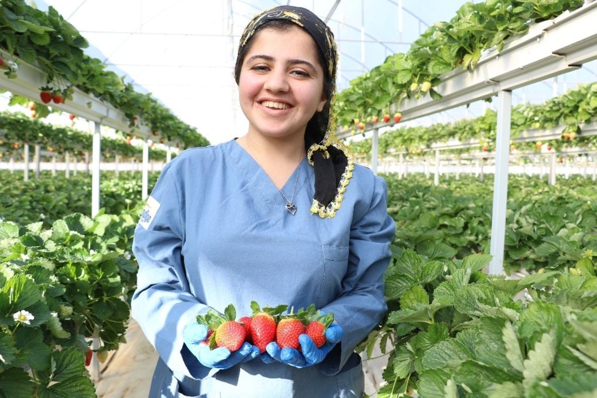 &lsquo;Sabrina&rsquo; kış &ccedil;ileği, 12 TL&rsquo;den alıcı bulacak