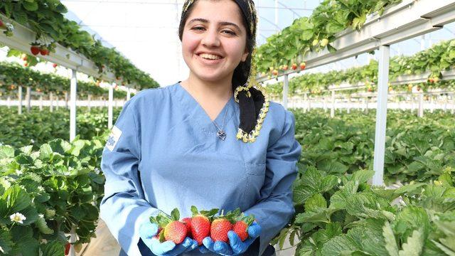 ‘Sabrina’ kış çileği, 12 TL’den alıcı bulacak