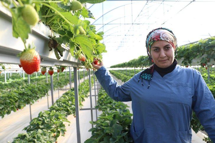 ‘Sabrina’ kış çileği, 12 TL’den alıcı bulacak G2