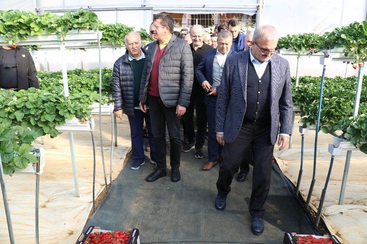 ‘Sabrina’ kış çileği, 12 TL’den alıcı bulacak G3