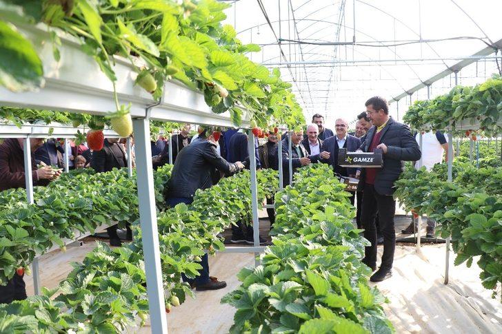 ‘Sabrina’ kış çileği, 12 TL’den alıcı bulacak G4