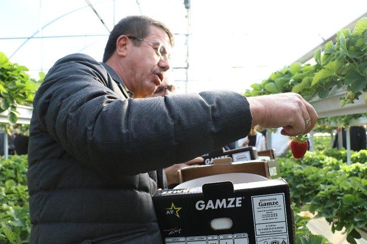 ‘Sabrina’ kış çileği, 12 TL’den alıcı bulacak G5