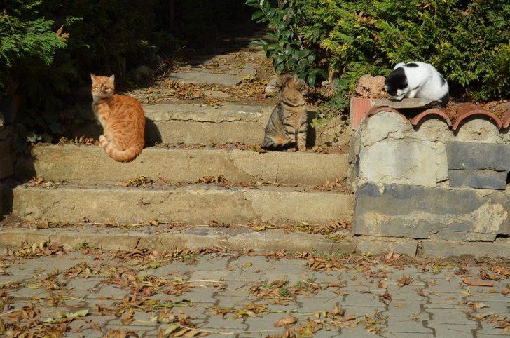 Yaşananları gözyaşına boğularak anlattı! Vicdansızlığın böylesi! G3