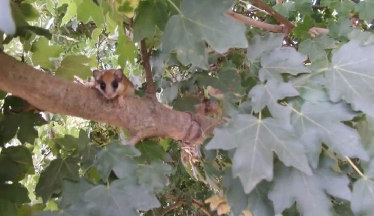 'Yediuyur' Bursa'da görüntülendi G1