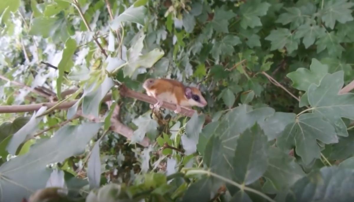 'Yediuyur' Bursa'da g&ouml;r&uuml;nt&uuml;lendi