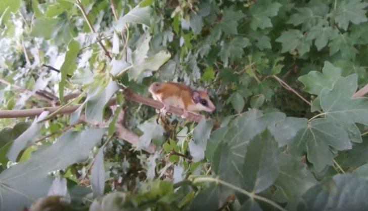 'Yediuyur' Bursa'da görüntülendi G2