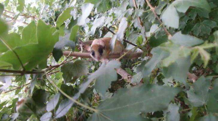 'Yediuyur' Bursa'da görüntülendi G3