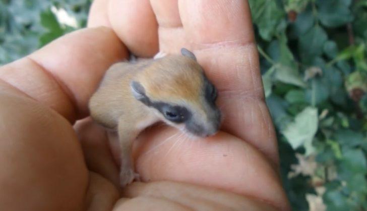 'Yediuyur' Bursa'da görüntülendi G4