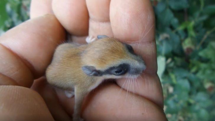 'Yediuyur' Bursa'da görüntülendi G5